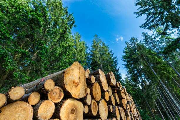 Why Responsibly Sourced Firewood Matters: Our Commitment to the Environment