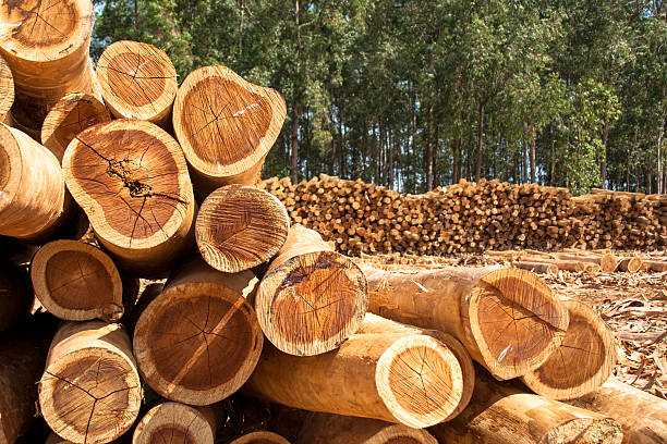 {"value":{"src":"https://file-manager-bucket-production-234547735252.s3.eu-west-2.amazonaws.com/bb308map0w9s6_KB_hardwood-vs-softwood-1.jpg","alt":"","title":"KB_hardwood-vs-softwood-1.jpg","fileId":"01JV9C27HT6CDVYCRKXH9CCW0T"}}