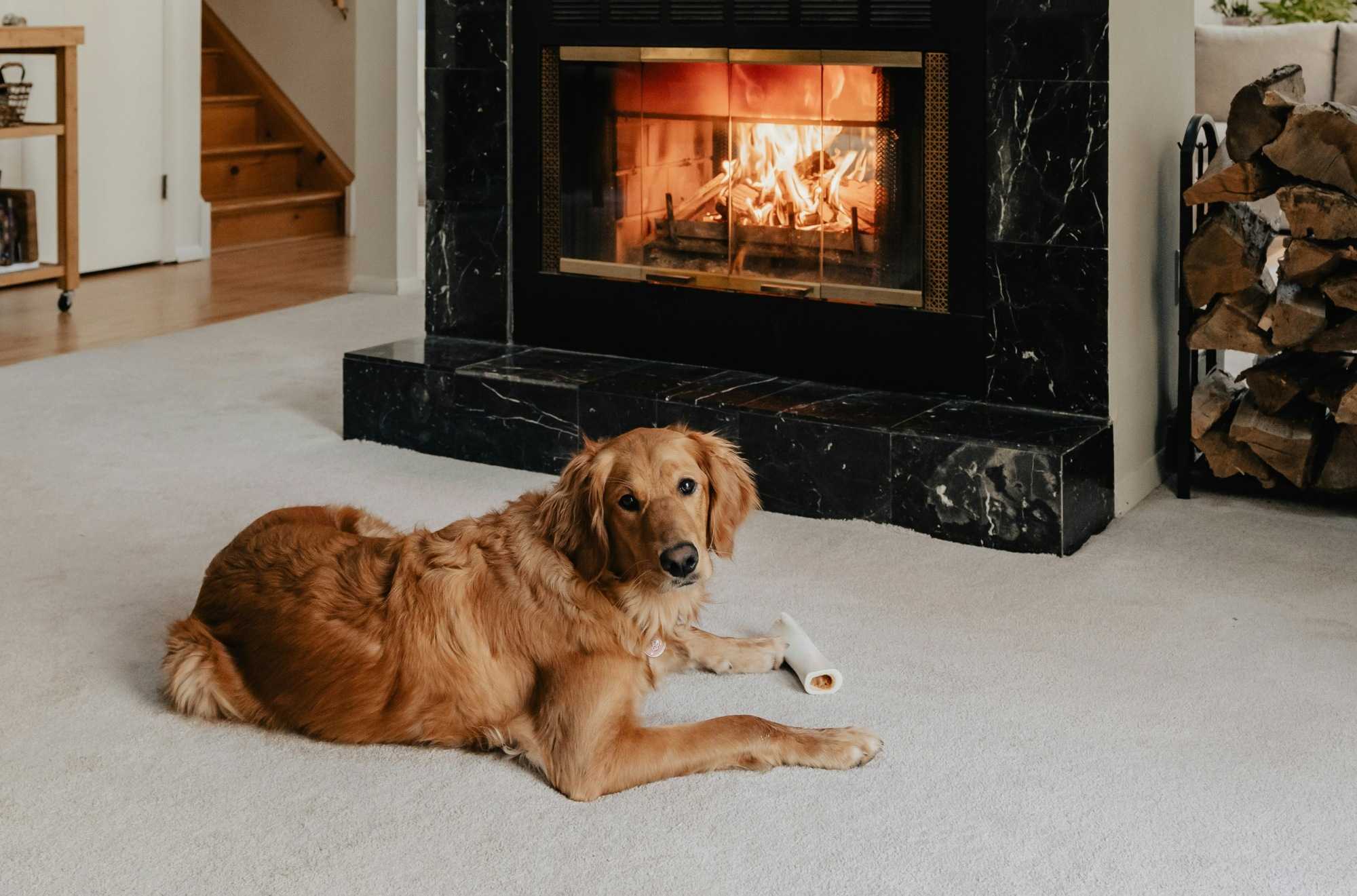 Pet-Proof Your Fireplace This Winter | White Horse Energy